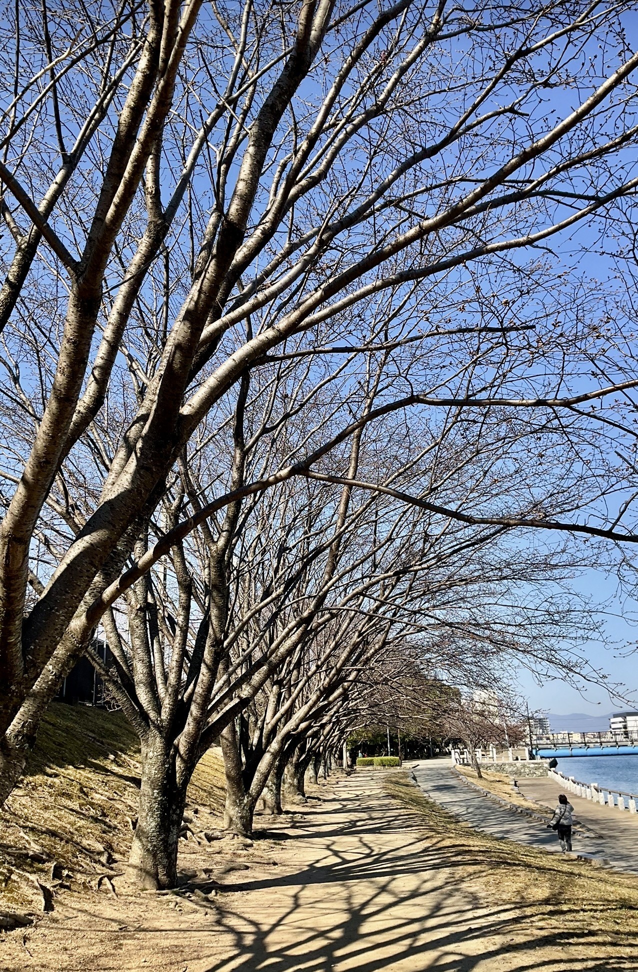 徳島中央公園　助任川沿い
